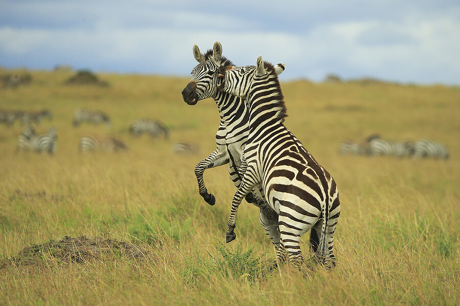 ZEBRA STALLION BITES